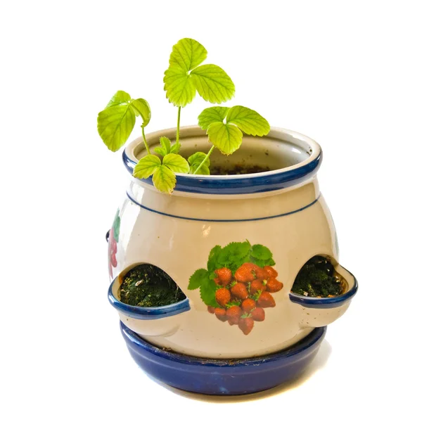 Strawberry planter isolated — Stock Photo, Image