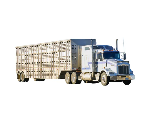Grande caminhão e reboque de gado — Fotografia de Stock
