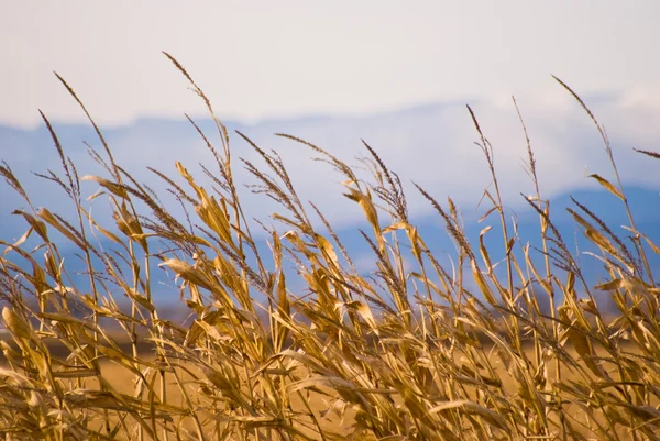Steli di mais sullo sfondo della montagna — Foto Stock