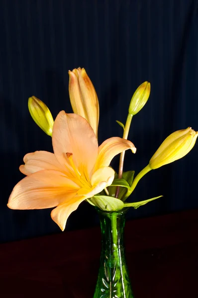 Orange Asiatic Lily in a small vase. — Stock Photo, Image