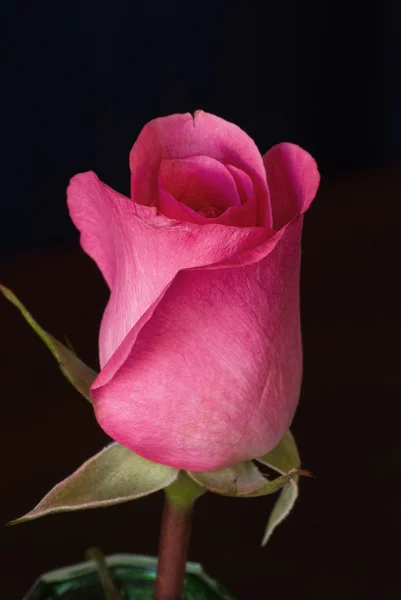 Eine schöne einzelne rosa Rose — Stockfoto