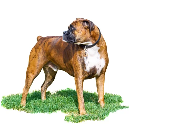 Two year old Boxer — Stock Photo, Image