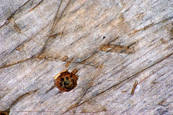 나무 나사 구멍을 풍 화 — 스톡 사진