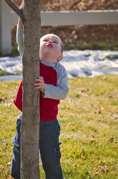 Liten pojke vill klättra i träd — Stockfoto