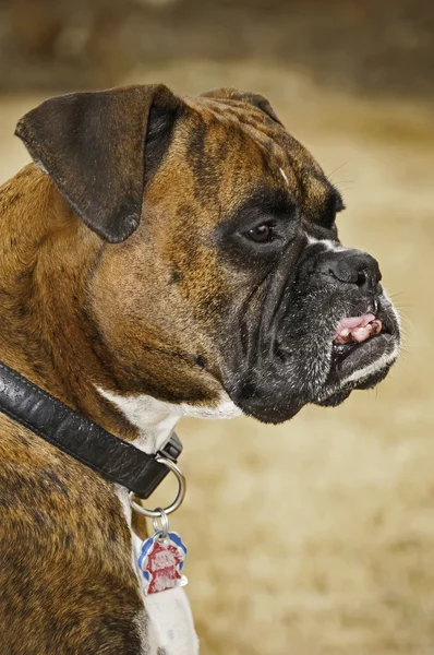 Headshot του γενεαλογικό σκυλιών μπόξερ — Φωτογραφία Αρχείου