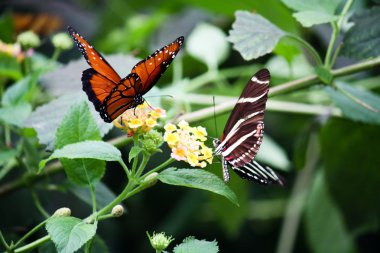 Çift butterflys