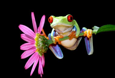 Red eyed tree frog clipart