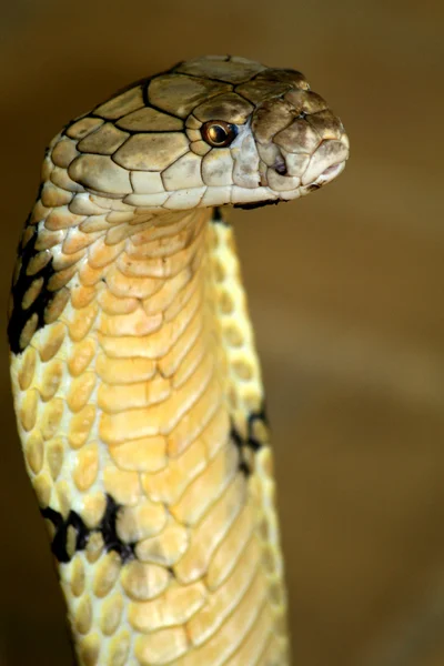 Kral Kobra — Stok fotoğraf