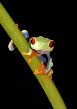 Red eyed tree frog clipart