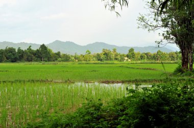 vang vieng, laos peyzaj