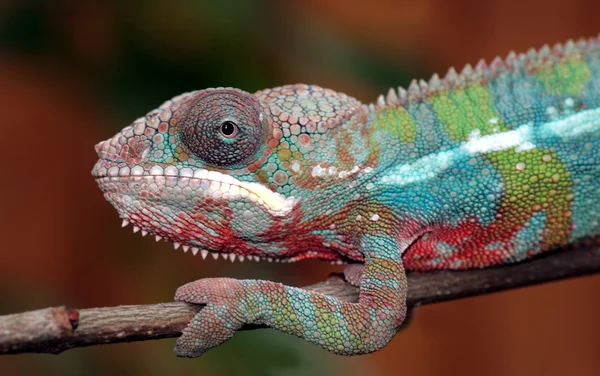 Panther chameleon — Stock Photo, Image