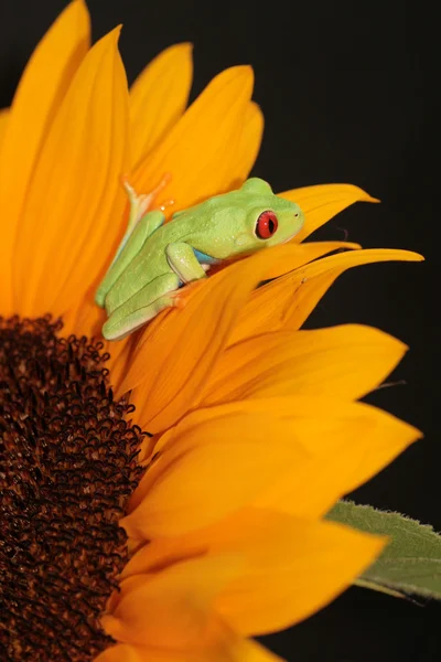 红眼树蛙 — 图库照片
