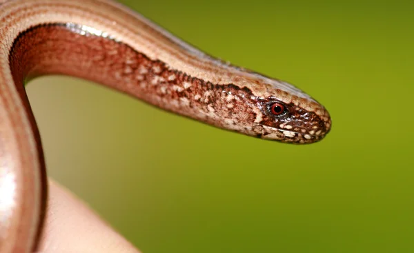 Медленный червь — стоковое фото
