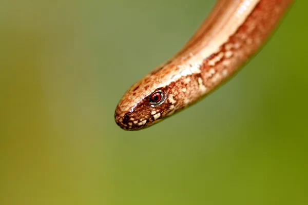 Медленный червь — стоковое фото