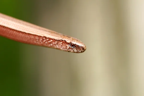 Langzame worm — Stockfoto