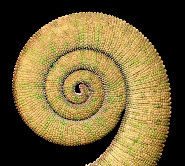 Chameleon tail — Stock Photo, Image