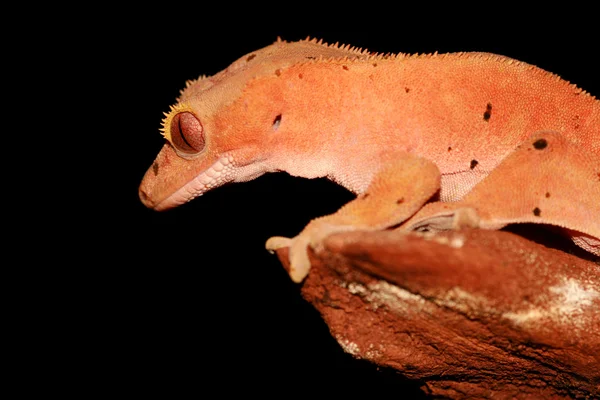 Crested gecko — Stockfoto