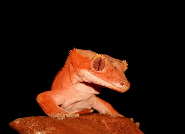 Λοφιοφόρη gecko — Φωτογραφία Αρχείου
