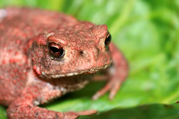 Toad — Stock Photo, Image