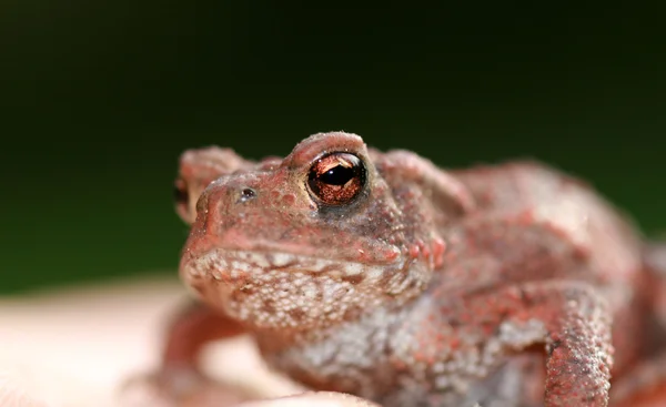 Toad — Stock Photo, Image