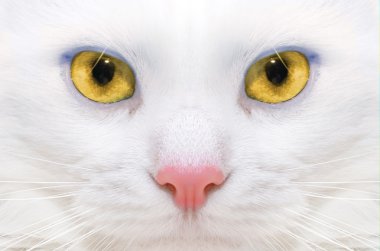White cat: macro clipart