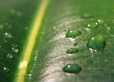 BIG Drops on a leaf clipart