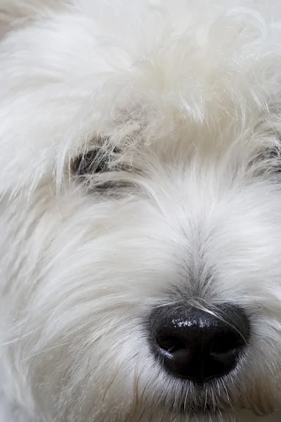 Terrier blanco — Foto de Stock
