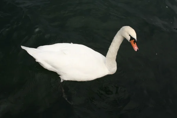 Swan — Stock Photo, Image