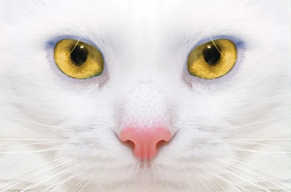 Bílá kočka: makro Stock Snímky