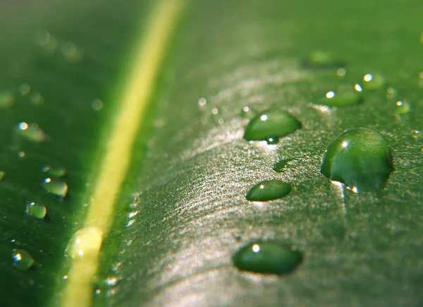 BIG Drops on a leaf Stock Photo