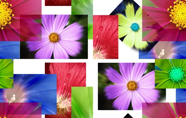 Hodně pf obrazy - květiny. — Stock fotografie