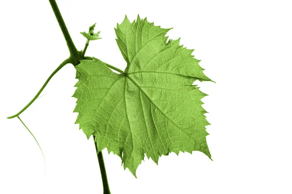 Folha de uva — Fotografia de Stock