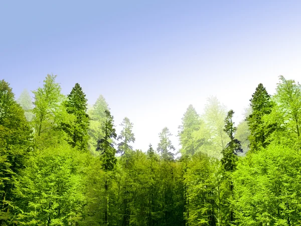 Forest landscape — Stock Photo, Image