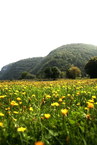 Stock image Flowers landscape