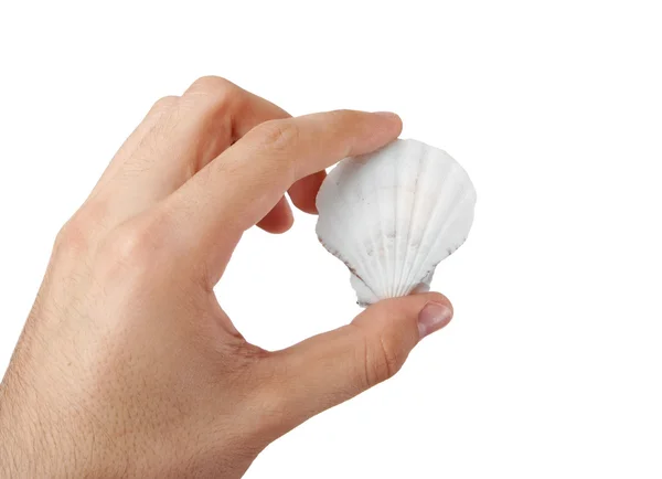 Shell in a man hand. — Stock Photo, Image