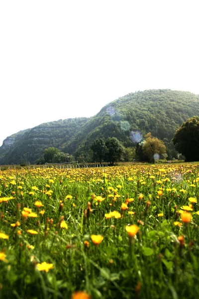 stock image Flowers landscape