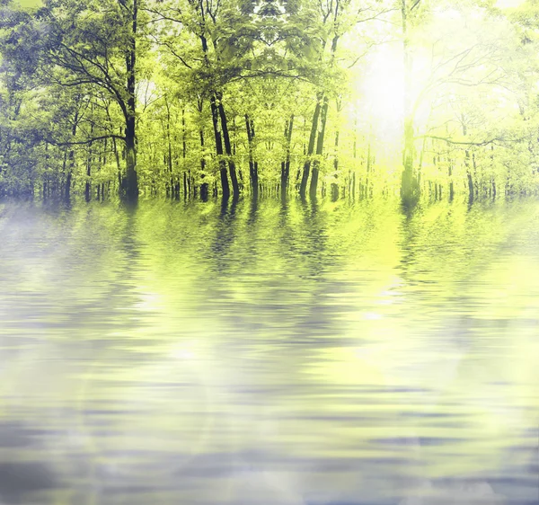 stock image Forest in autumn