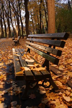 Green bench in a park in autumn. clipart