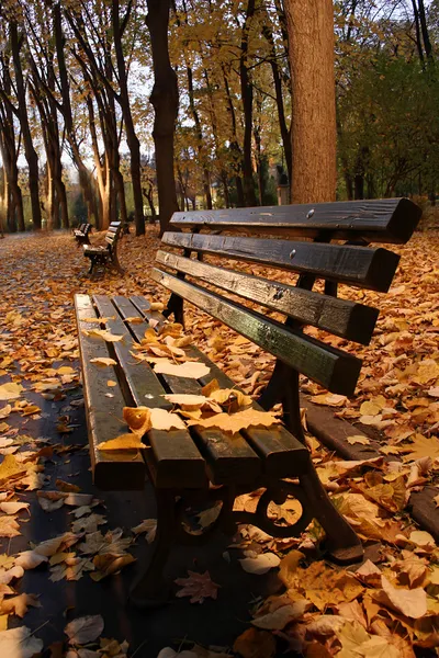 Zelené lavičky v parku na podzim. — Stock fotografie