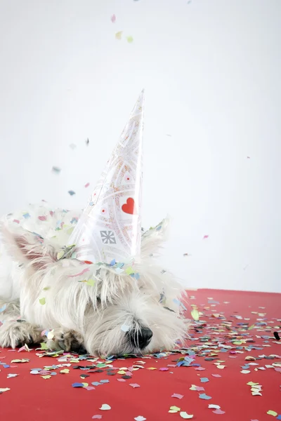 Dog party — Stock Photo, Image