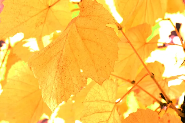 Krásné pozadí leafs — Stock fotografie