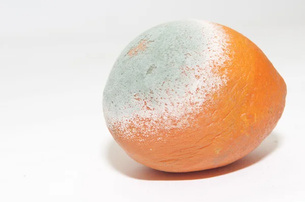 Zgniłe pomarańczowy Obraz Stockowy