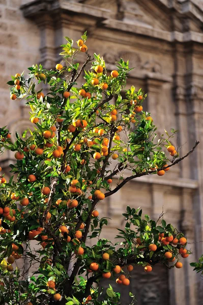 Orange tree in the city