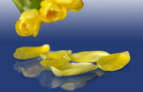 su çiçeği yaprakları