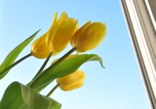 The flowers in a window — Stock Photo, Image