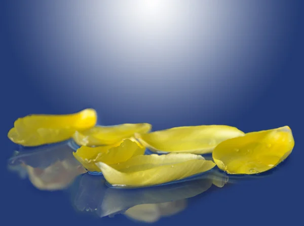 su çiçeği yaprakları