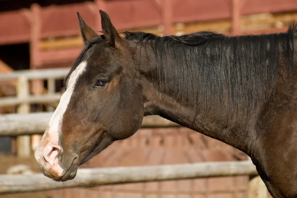 Équitation à cheval dans l'écurie Images De Stock Libres De Droits