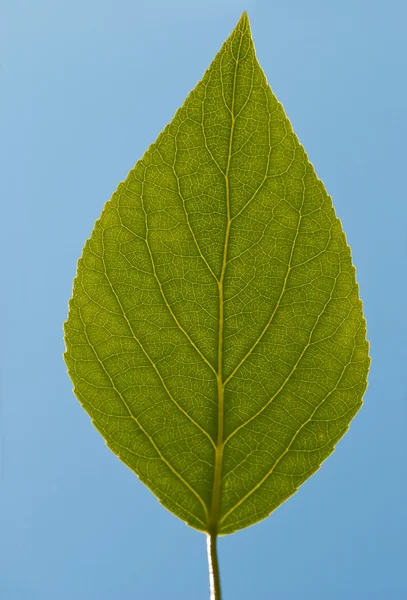 stock image Green Leaf