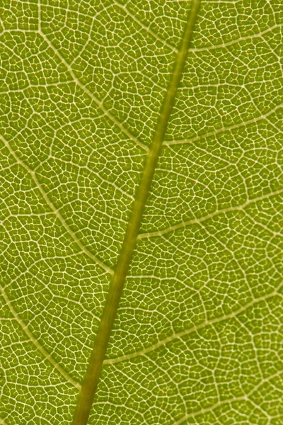 stock image Green Leaf Background