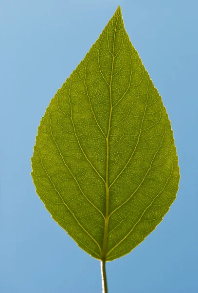 Green Leaf Royalty Free Stock Images